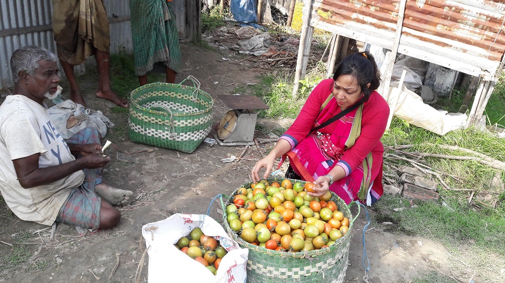 টমেটোর রাজ্য পতেঙ্গা