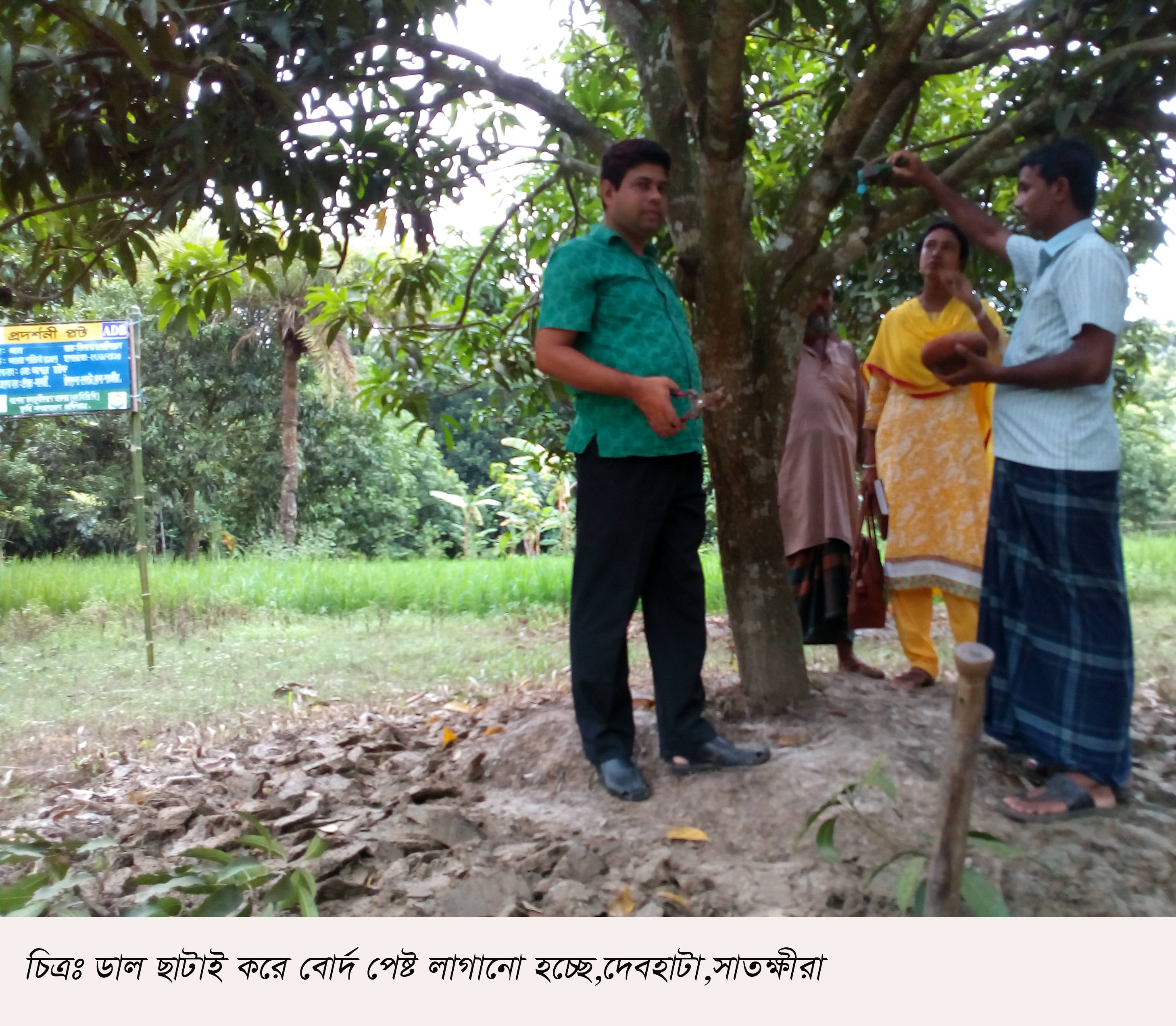 আম গাছের সার ব্যবস্থপনা