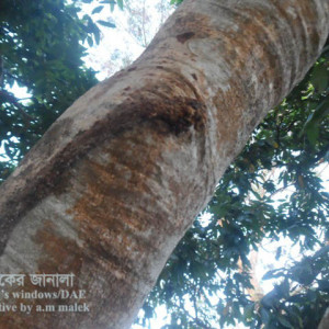 লিচুর কান্ডের মাজরা পোকা