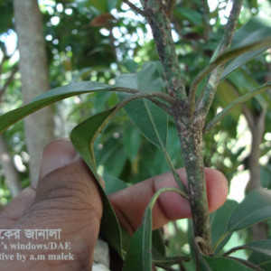 সফেদার খোসা পোকা