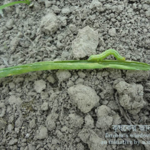 পেঁয়াজের ঘোড়া পোকা