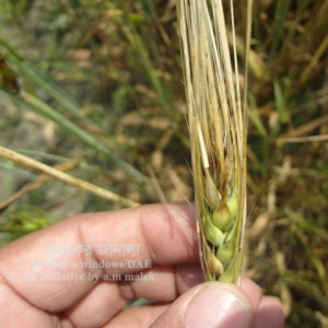 বার্লির হেড ব্লাইট রোগ