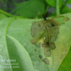 ঝাড়শিমের পাতামোড়ানো পোকা