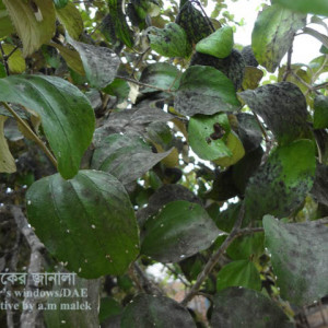 কুলের সুটিমোল্ড রোগ