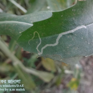 কুসমফুলের পাতা সুড়ঙ্গকারী পোকা