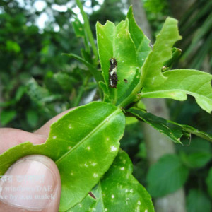 লেবুর প্রজাপতি