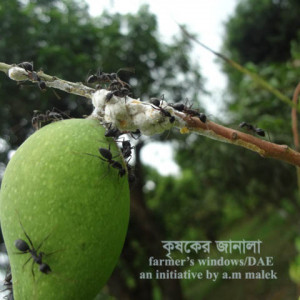 আমের স্কেল পোকা