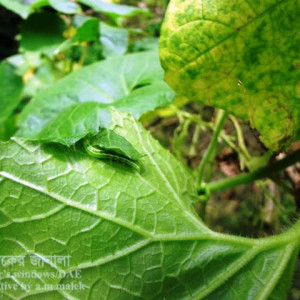 চালকুমড়ার পাতামোড়ানো পোকা