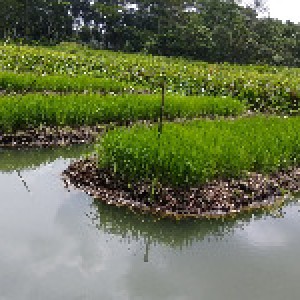 বরইতলা, ভৈরবপাশা ব্লক, নলছিটি, ঝালকাঠি। (3)