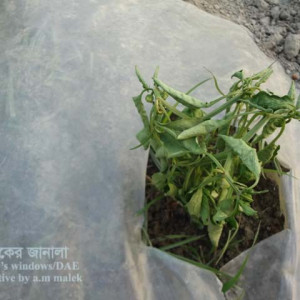 মিষ্টি মরিচের ব্যাকটেরিয়া জনিত নেতিয়ে পড়া রোগ