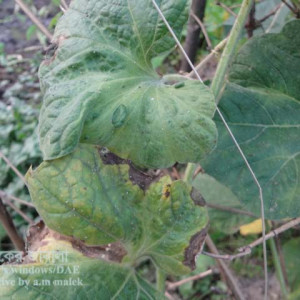 লাউয়ের জাব পোকা