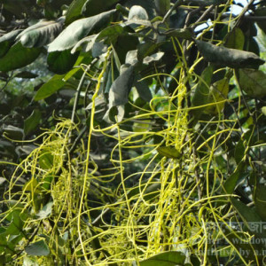 জামবুরার পরগাছা সমস্যা